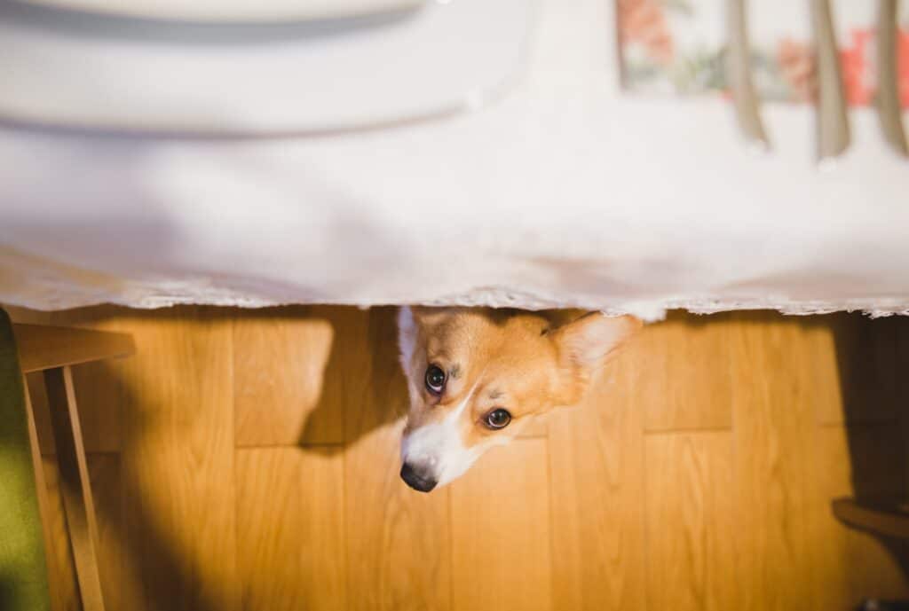 A corgi looks up from under a dining table covered with a white tablecloth, with plates and utensils on top, capturing the importance of dog Thanksgiving safety for a happy Thanksgiving for dogs.