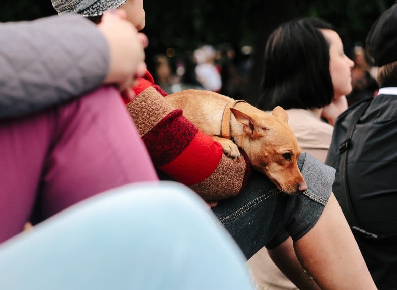 Dog and festival and tailgating