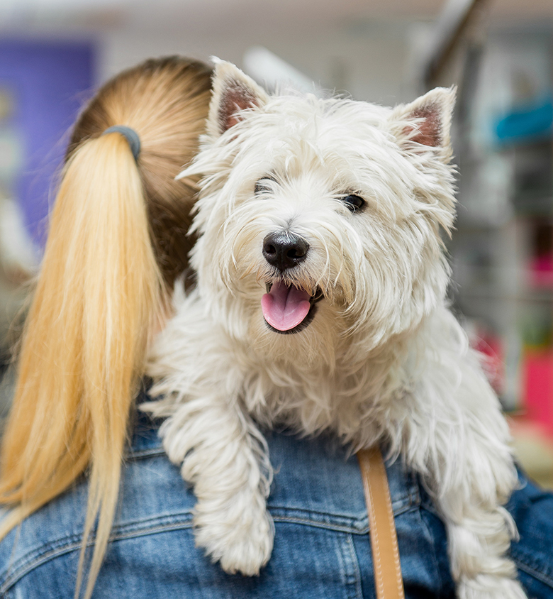 Dog West Highland White Terrier Grooming