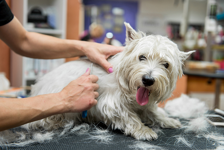 Dog West Highland White Terrier Grooming