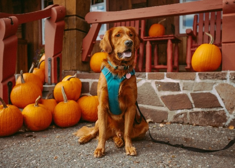 Dog and Pumpkins