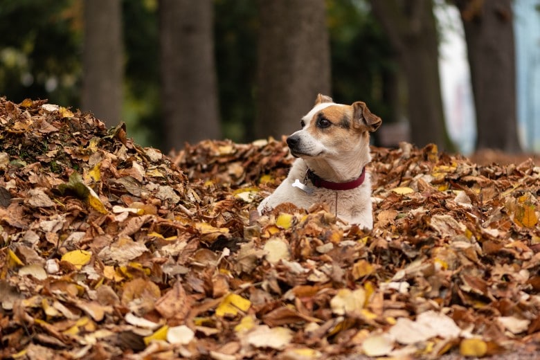 Dog in Leaves 