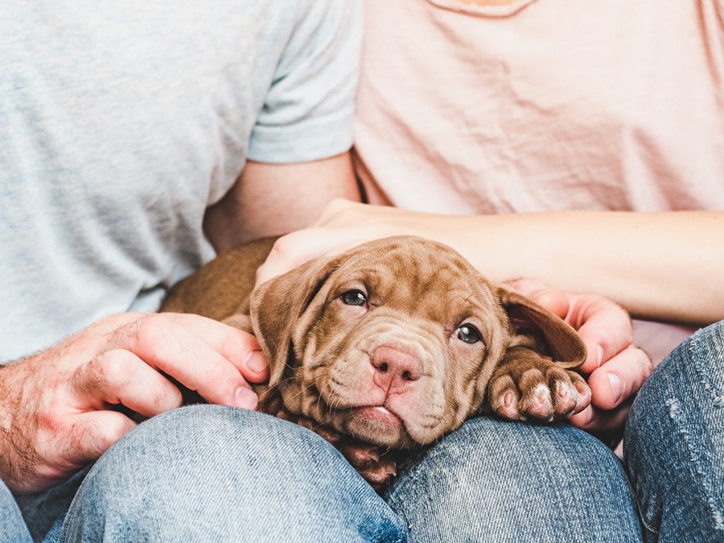 Cute, charming puppy, lying on the lap of a young and caring cou