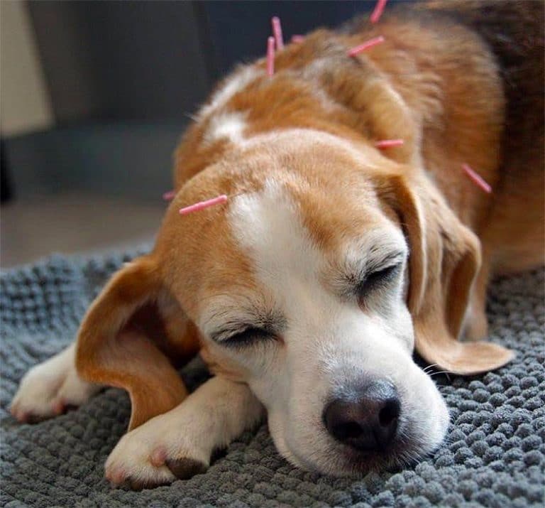 How Acupuncture Can Provided MuchNeeded Relief for Senior Dogs This