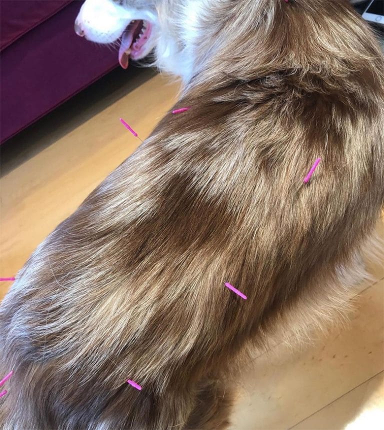 How Acupuncture Can Provided MuchNeeded Relief for Senior Dogs This