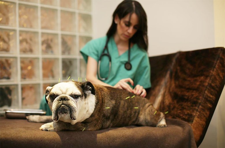 A woman is sitting on a couch with relief, as her senior bulldog rests on her lap.