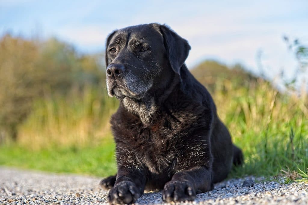 Why a Senior Dog May Be Absolutely Perfect for You