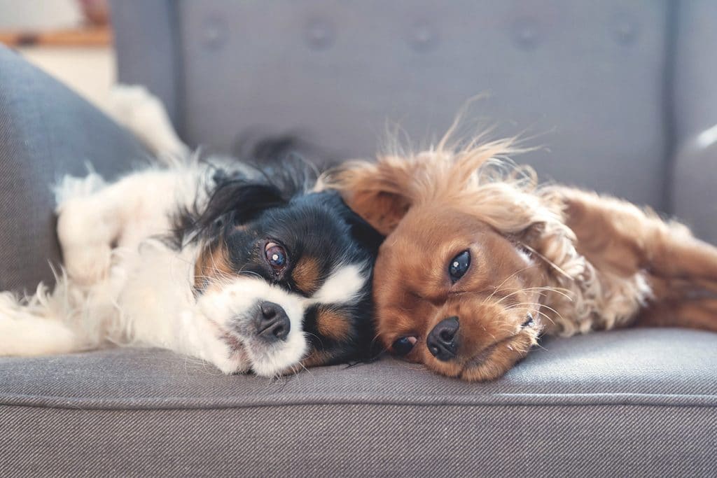 Two dogs resting together on the armchair