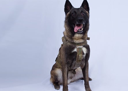 Veterans Day Dogs Conan 2