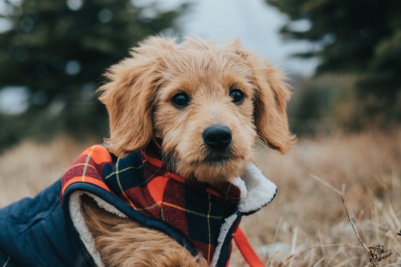 dog and apple orchard