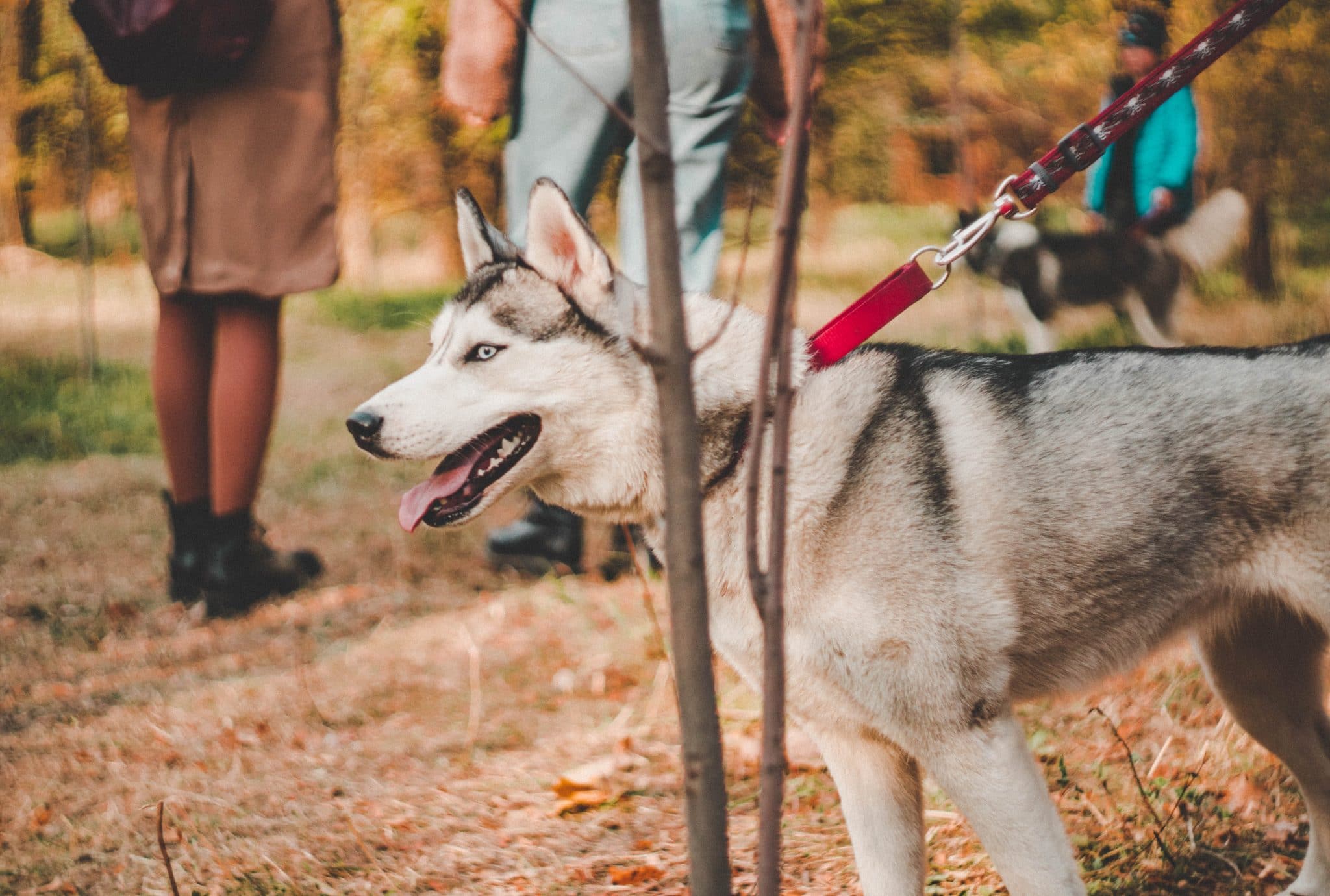 activities to do with your dog in the fall