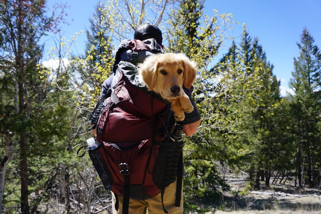 dog and hiking