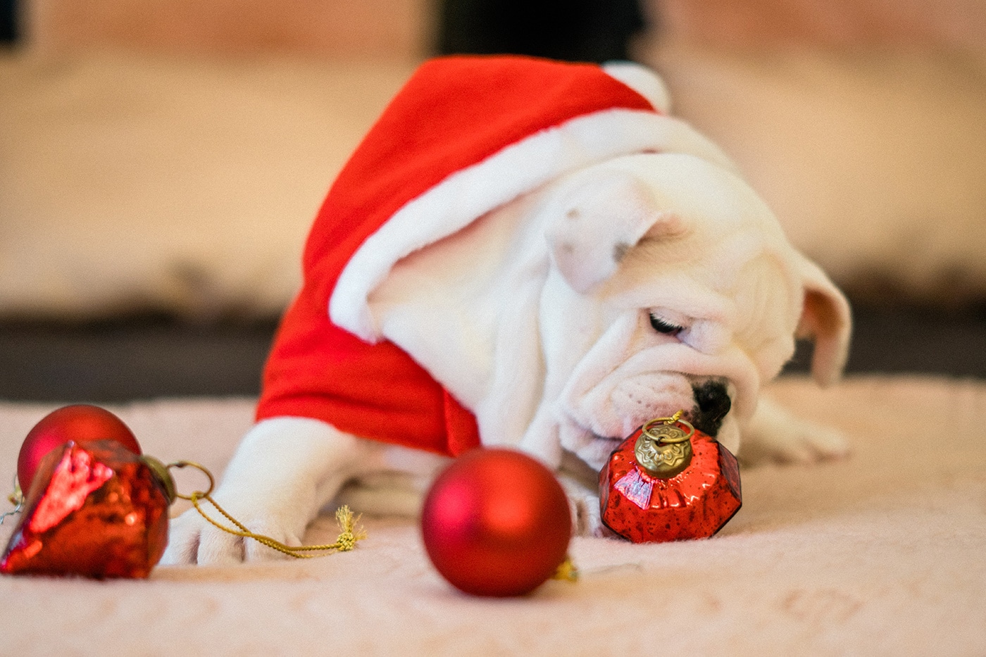 Dangers of holiday season for dogs