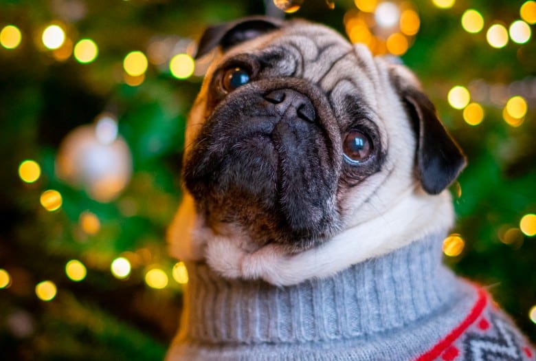 Dog Christmas Tree 