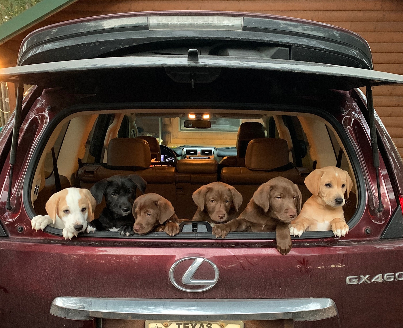 dogs in a car