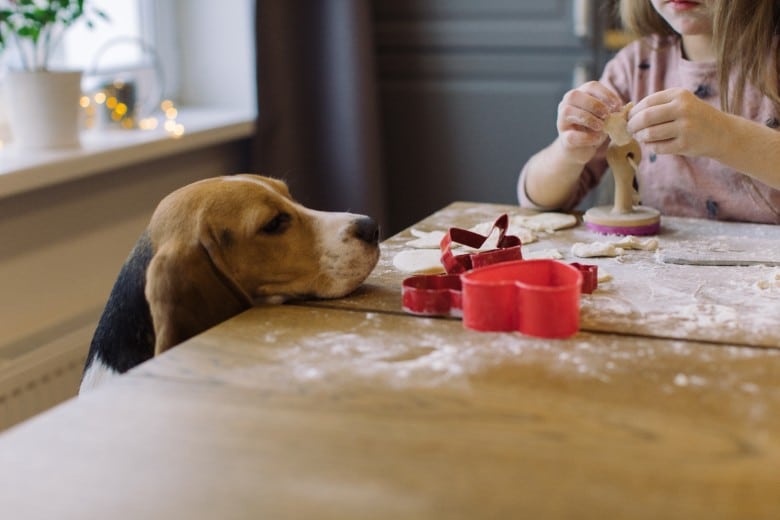 Dog and Cookies