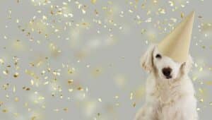 A golden retriever wearing a holiday party hat.