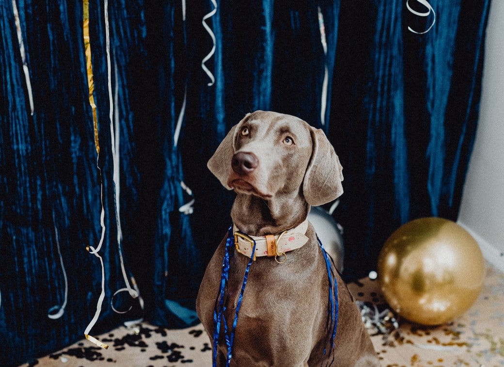 A grey weimaraner is sitting in front of a blue background with balloons, celebrating New Year's Eve.