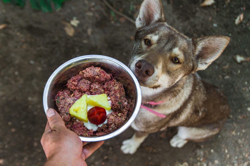 giving dogs raw meat diet