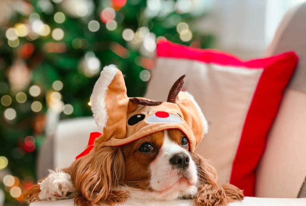 Dog on Couch Christmas