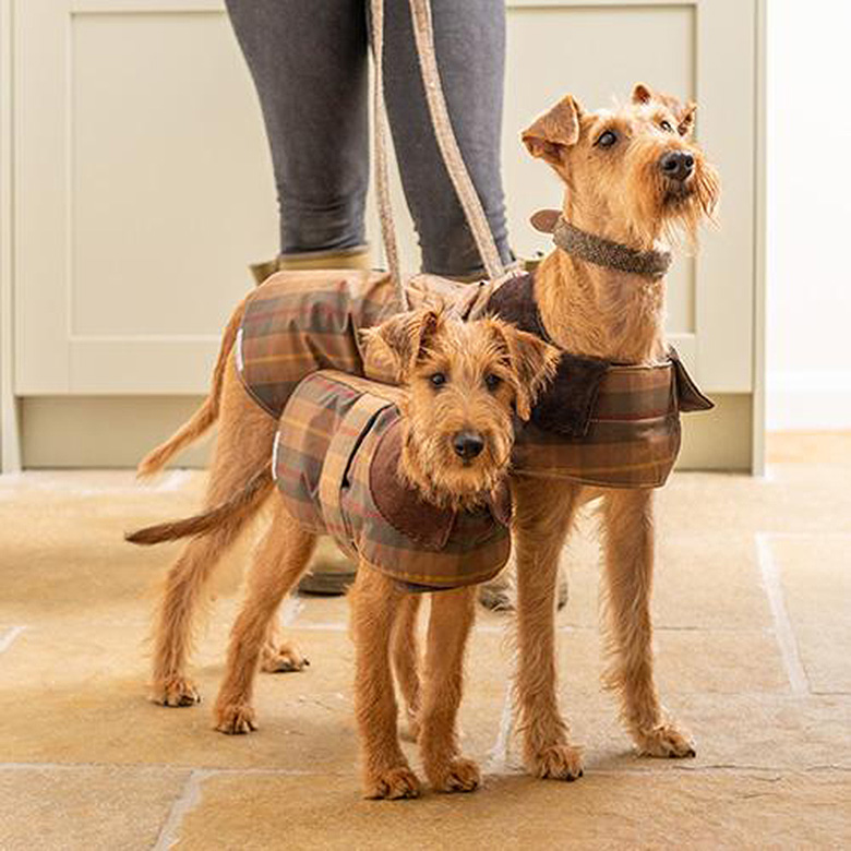 Pawtton Joy Designer Dog Winter Jacket