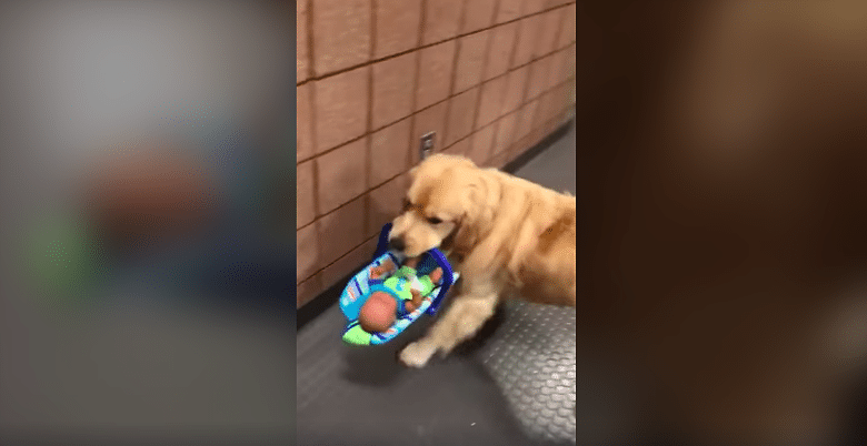 A golden retriever is playing with a toy on the floor, surrounded by children.