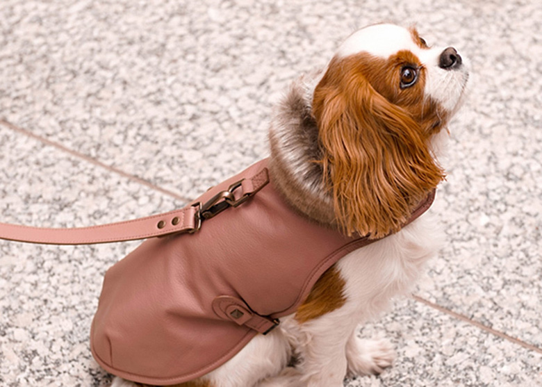 A small dog wearing a designer pink jacket.