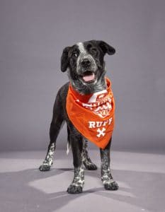 A black and white puppy wearing an orange bandana, playing in the Puppy Bowl.