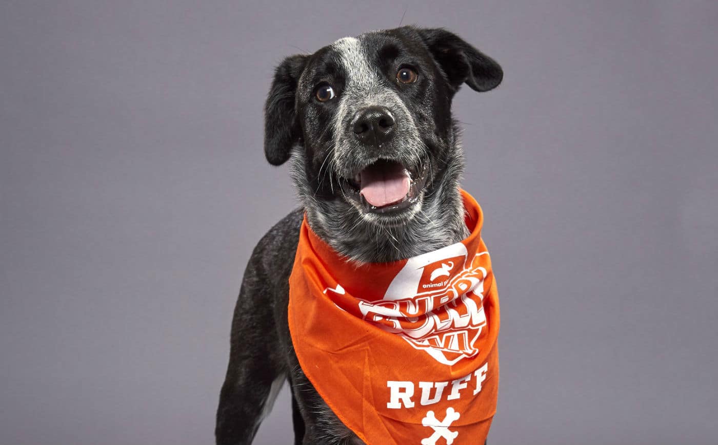 Meet the Adorable Puppies Playing in the Puppy Bowl