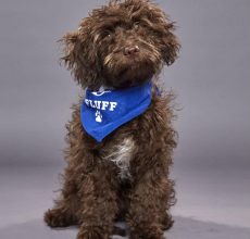 Bobby_Helen Woodward Animal Center_Fluff puppy for puppy bowl