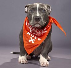 Crumpet_Angel City Pitt Bulls_Ruff puppy for puppy bowl