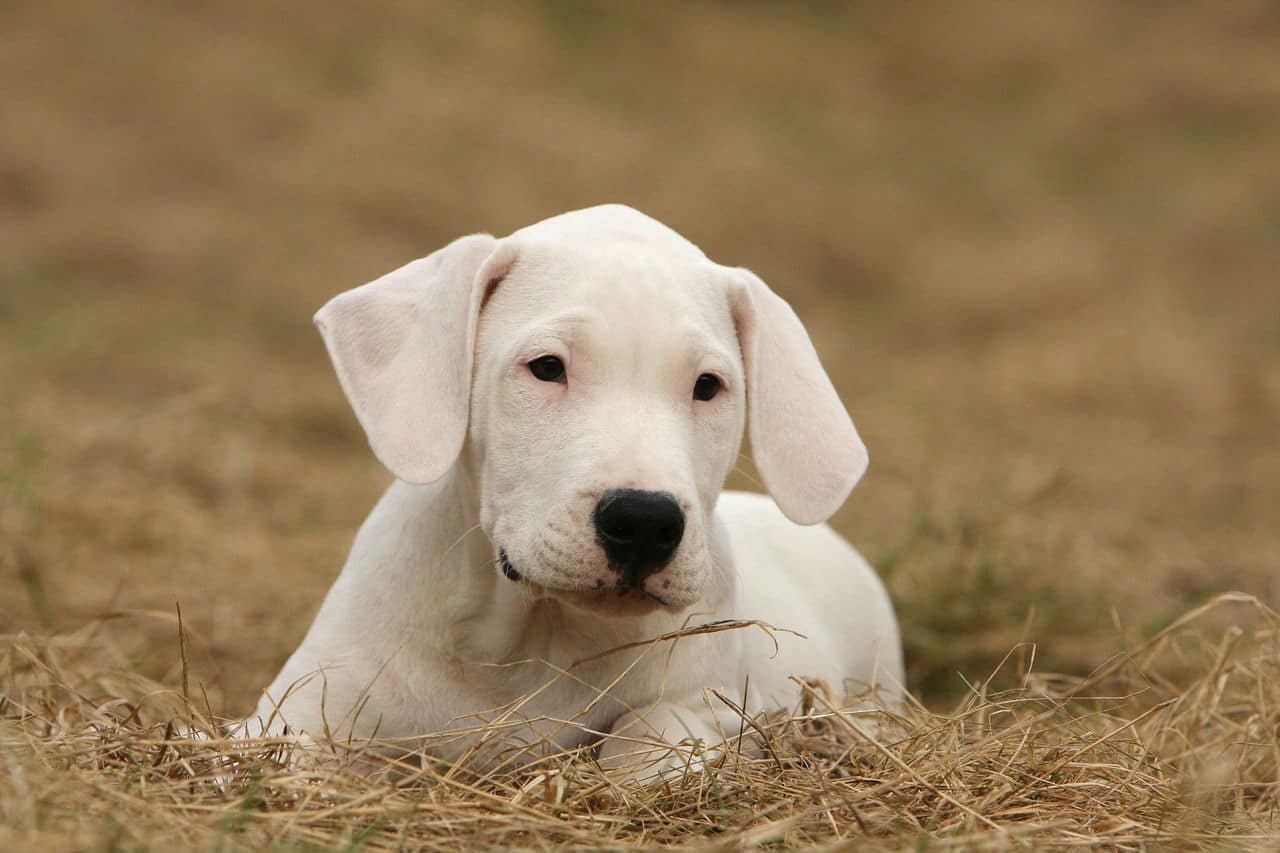 Dogo Argentino