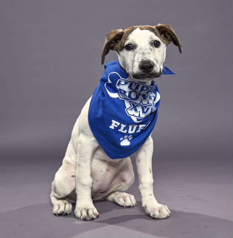 dog at puppy bowl