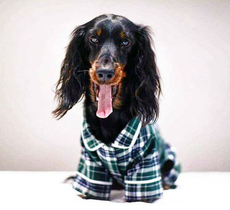 These Adorable Dog Pajamas Are Not Only Cute, But They Also Keep Your Dog Warm