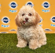 Huck-PBXVI Puppy Bowl Huck-PBXVI Puppy Bowl