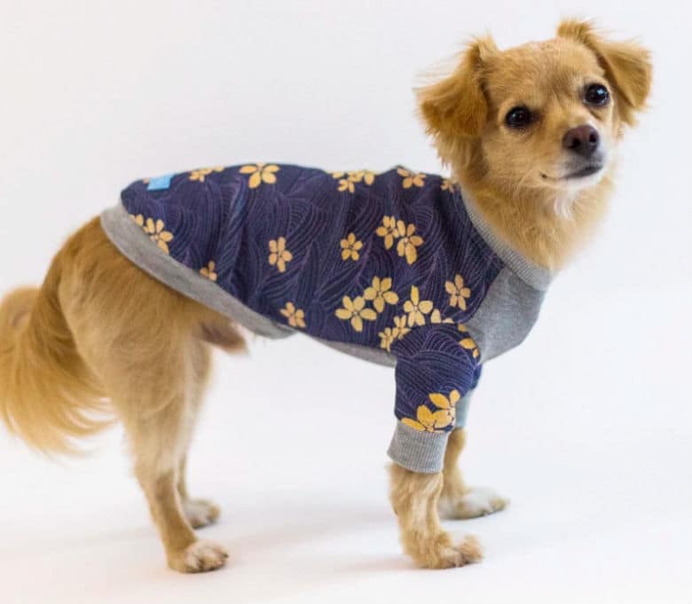 Le Chien Bleu Kimono Dog Pajamas