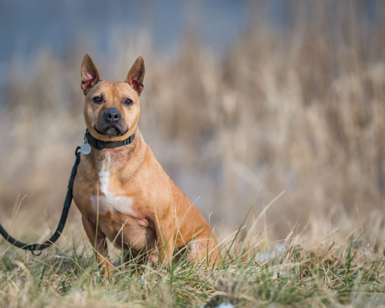 dog in field