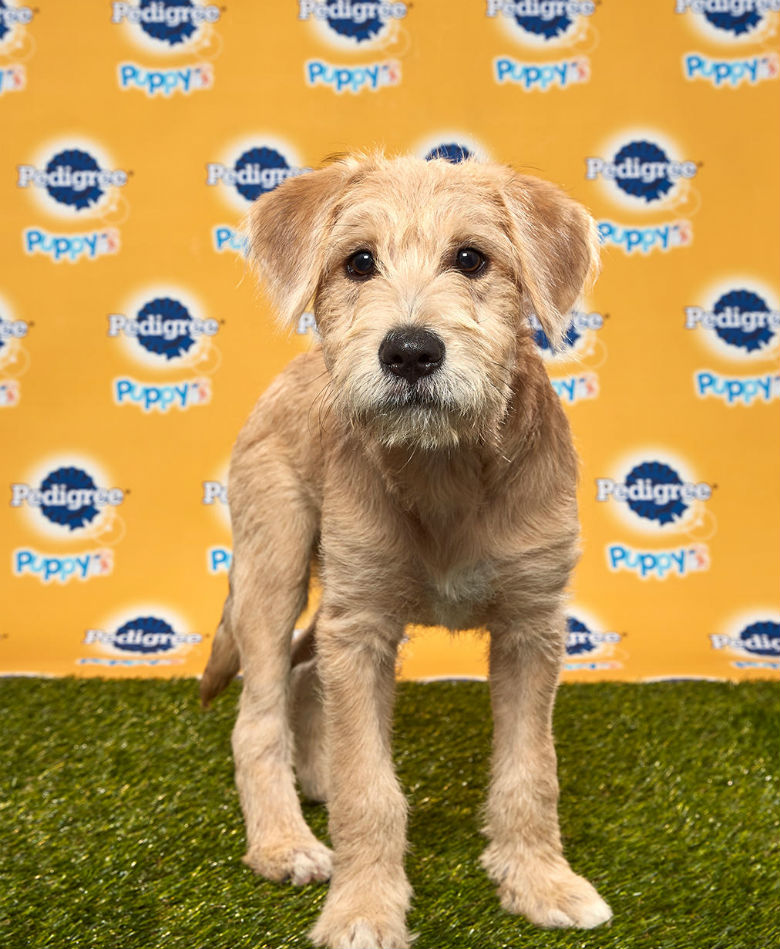 A small brown puppy standing in front of a yellow background. This