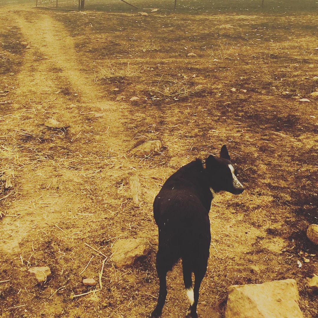 dog in australia fires