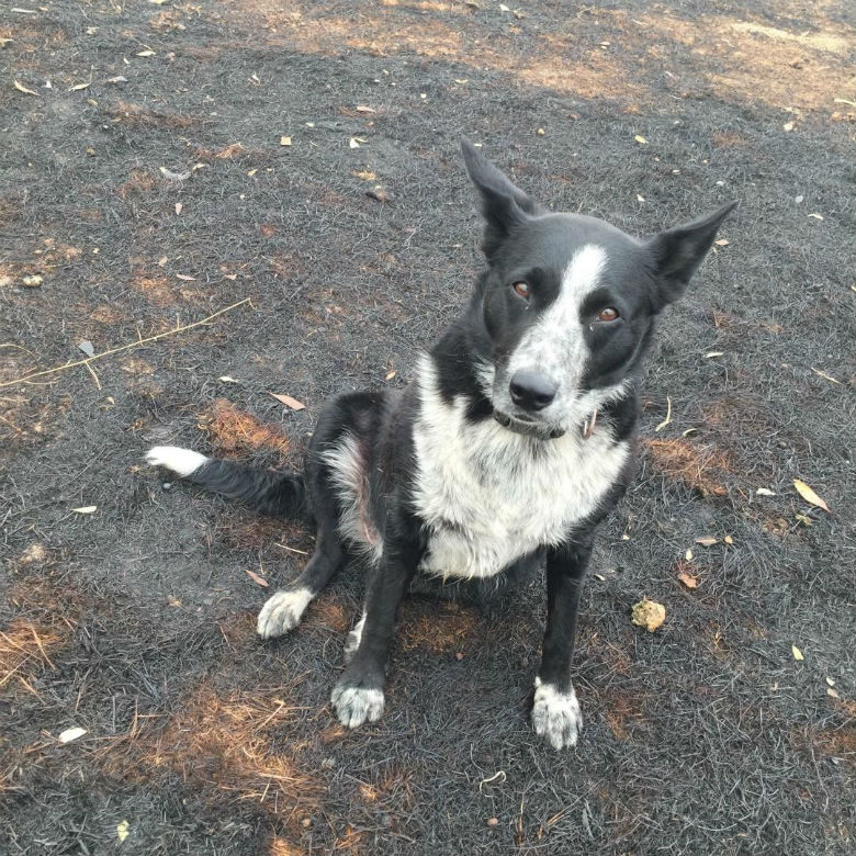 Border Collie Kelpie Mix