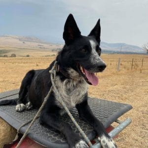 dog on truck