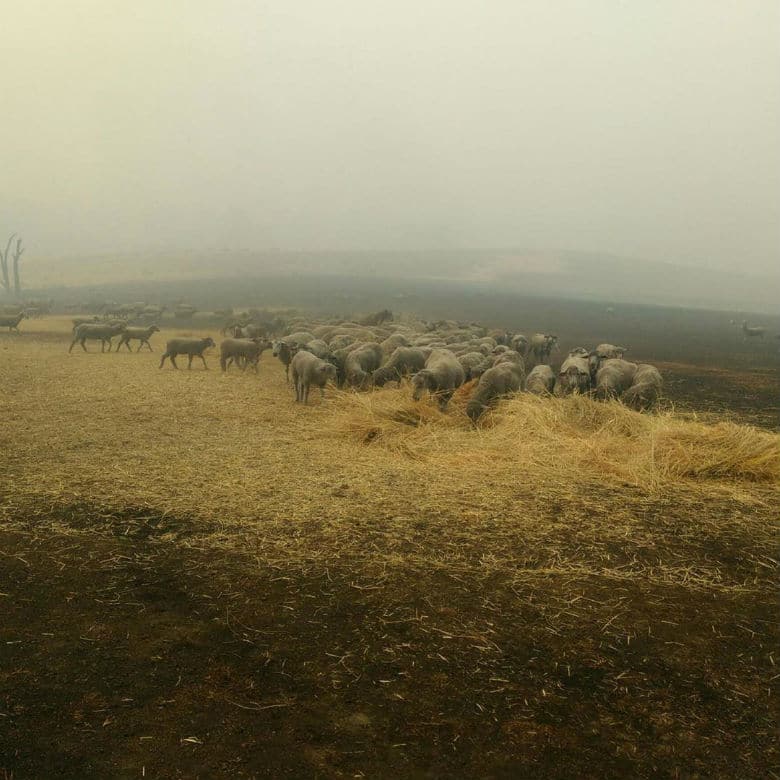 sheep in australia fires