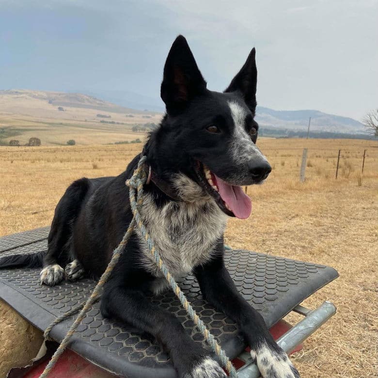 dog on truck