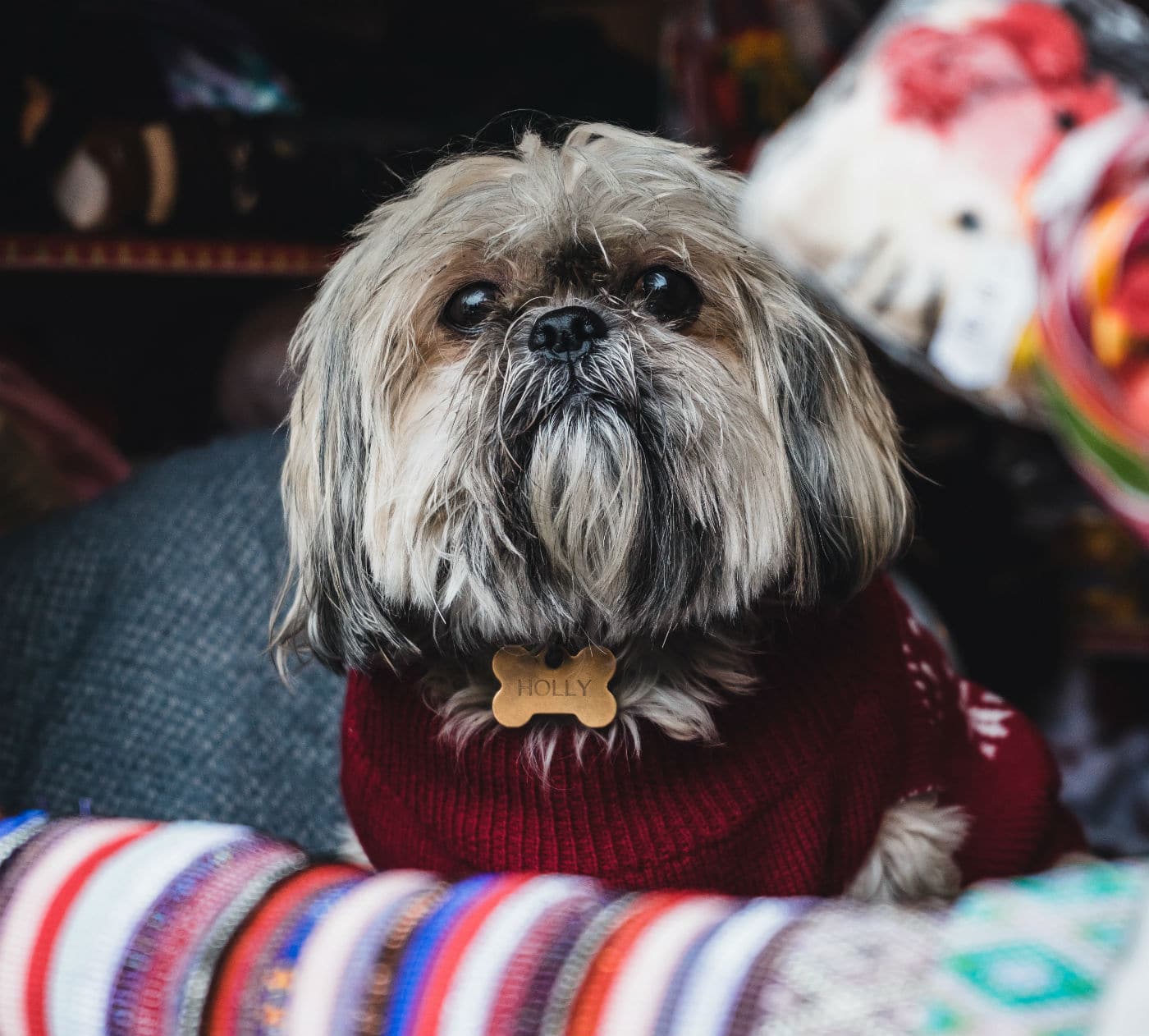 dog in sweater