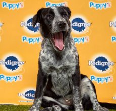 Puppy Bowl Aspen Puppy Bowl Aspen