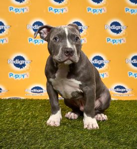 Adorable pedigree pit bull puppies for sale in San Diego, California.