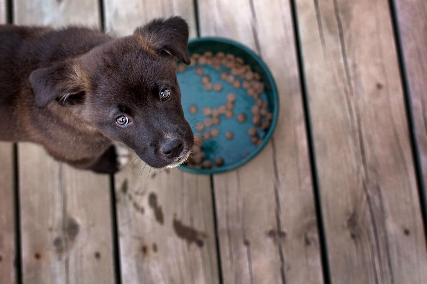 When's the Best Time to Switch Your Puppy to Adult Dog Food?