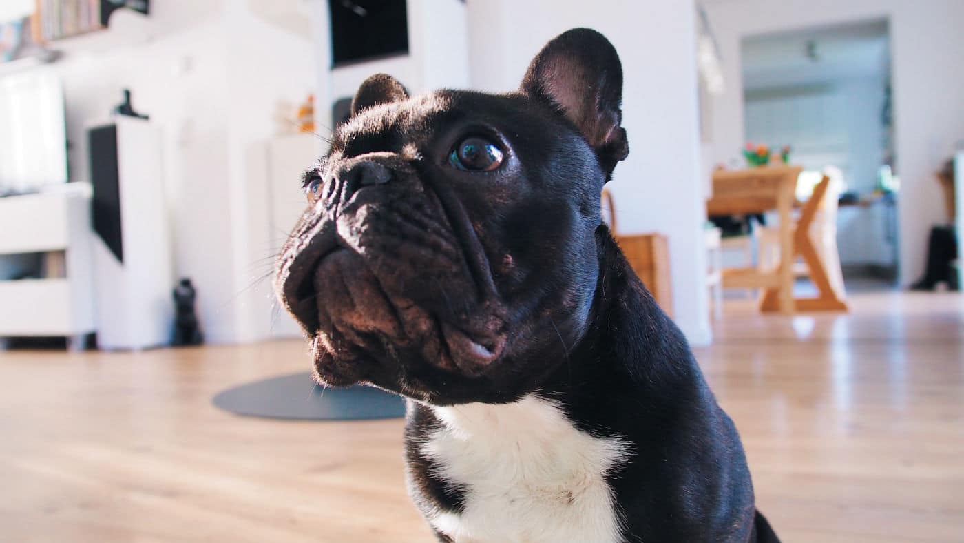 A small dog breed, specifically a black and white French Bulldog, sitting on a wooden floor.