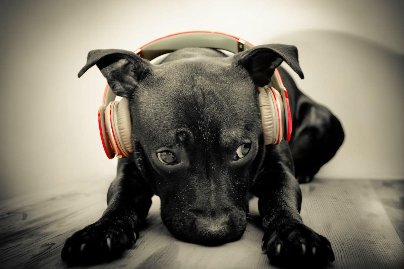 dog listening to music