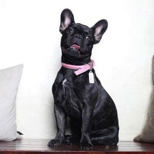 French bulldog in pink collar
